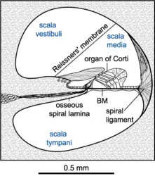 Cochlear duct in the apical part of the inner ear