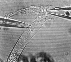 Measurement of OHC receptor potental with a patch-clamp capillary (from the left) due to stimulation of their hair bundle (capillary from the right)